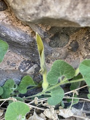 Aristolochia wrightii