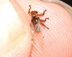 Lipoptena depressa