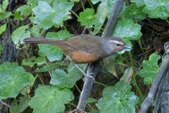 Montecincla fairbanki