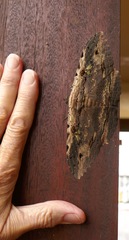 Anisoneura aluco