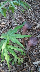 Arisaema thunbergii urashima