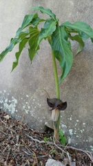 Arisaema thunbergii urashima