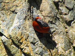 Merganetta armata armata