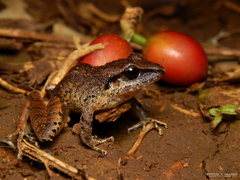 Pristimantis w-nigrum