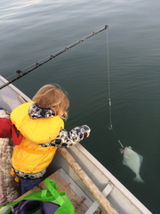 Hippoglossus stenolepis