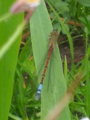 Oxyallagma dissidens