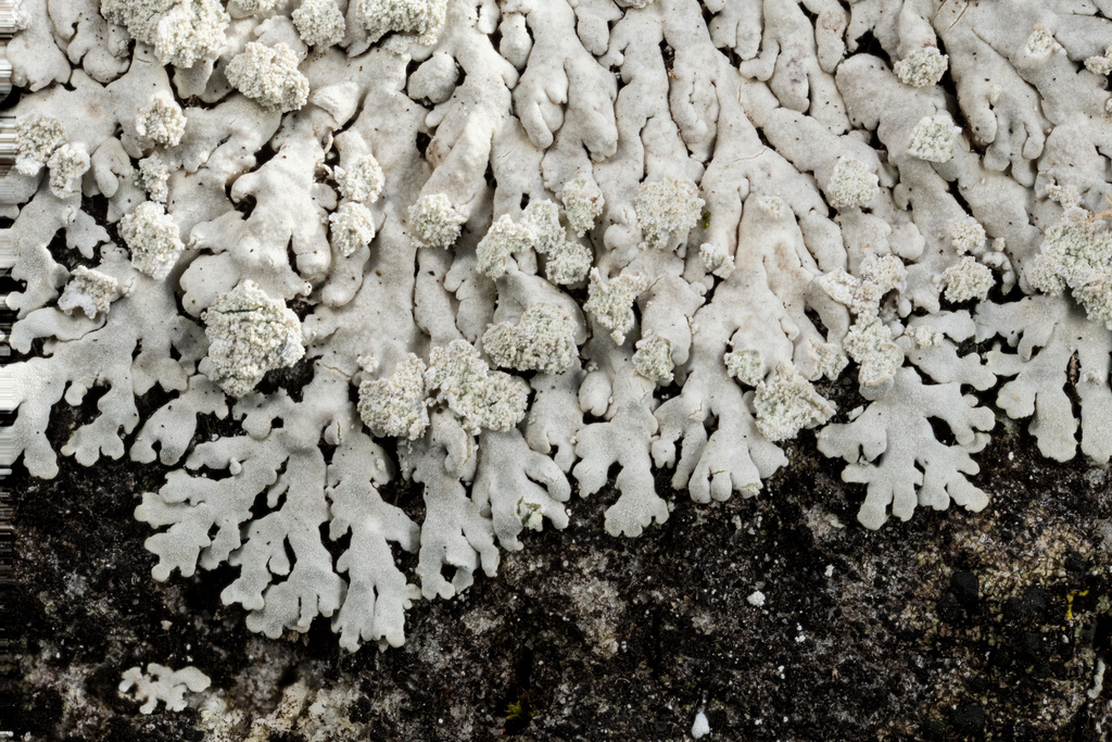 American Rosette Lichen