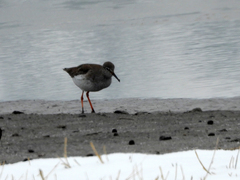 Tringa totanus