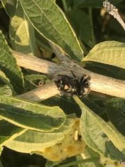 Phidippus audax