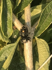 Phidippus audax