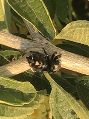 Phidippus audax