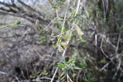 Salix ledebouriana