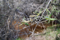 Salix ledebouriana