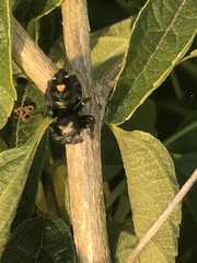 Phidippus audax