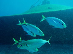 Japanese Jack Mackerel photo 5