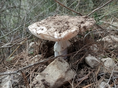 Amanita ovoidea