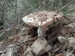 Amanita ovoidea