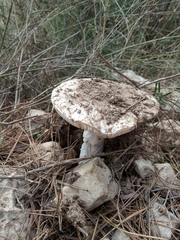 Amanita ovoidea