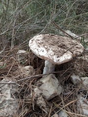 Amanita ovoidea