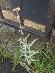 Helichrysum luteoalbum