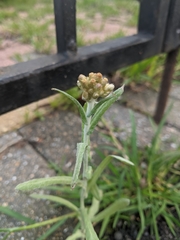 Helichrysum luteoalbum
