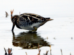 Gallinago gallinago