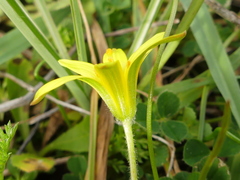 Gagea granatellii