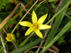 Gagea granatellii