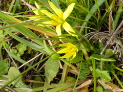 Gagea granatellii