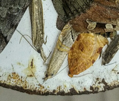 Euchromius californicalis