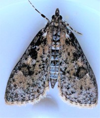 Palpita aenescentalis