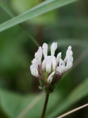 Trifolium clypeatum