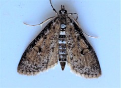 Palpita aenescentalis