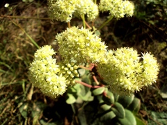 Hylotelephium maximum ruprechtii