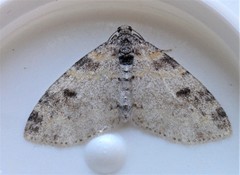 Lobophora nivigerata