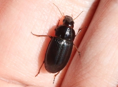 Amara insignis