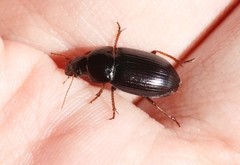 Amara insignis