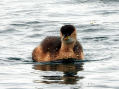 Tachybaptus ruficollis