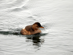 Tachybaptus ruficollis