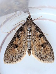 Palpita aenescentalis