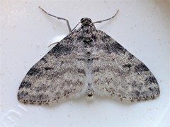 Lobophora nivigerata