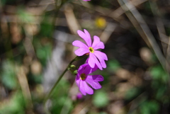 Primula cortusoides