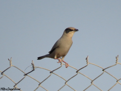 Hypocolius ampelinus