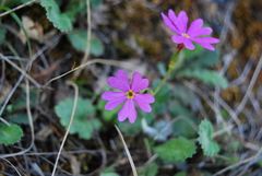 Primula cortusoides