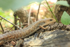 Gerrhonotus liocephalus