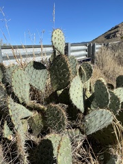 Opuntia arizonica