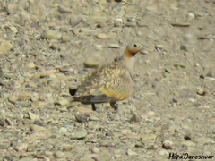 Pterocles orientalis