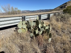Opuntia arizonica