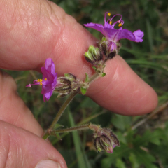 Mirabilis melanotricha