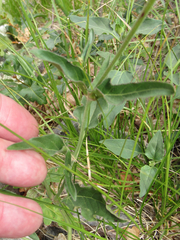 Mirabilis melanotricha